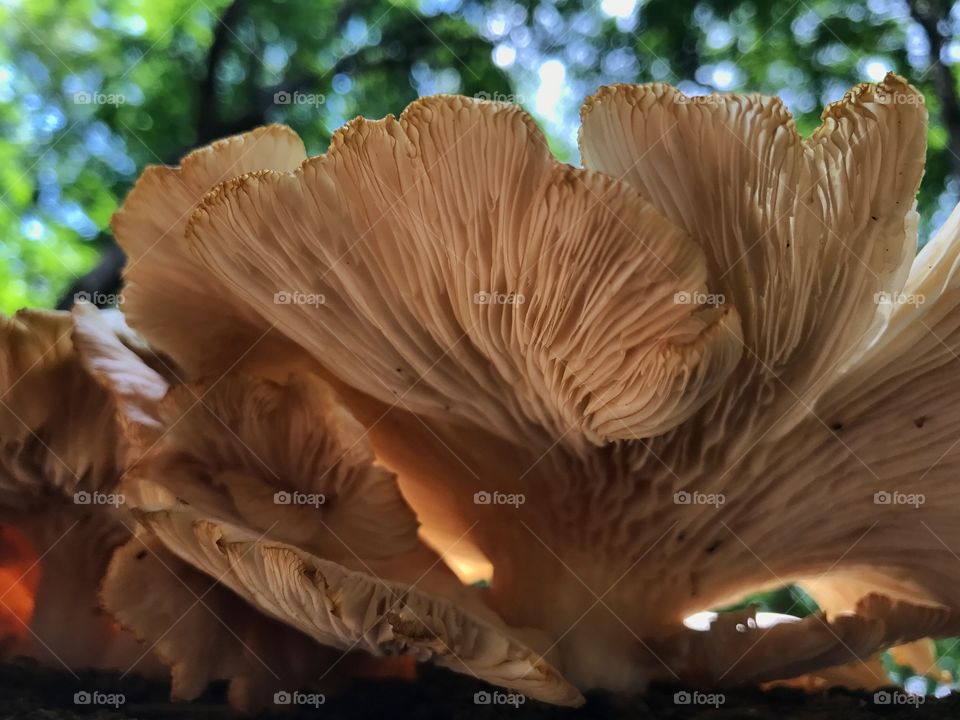 Wild mushroom view from underneath 