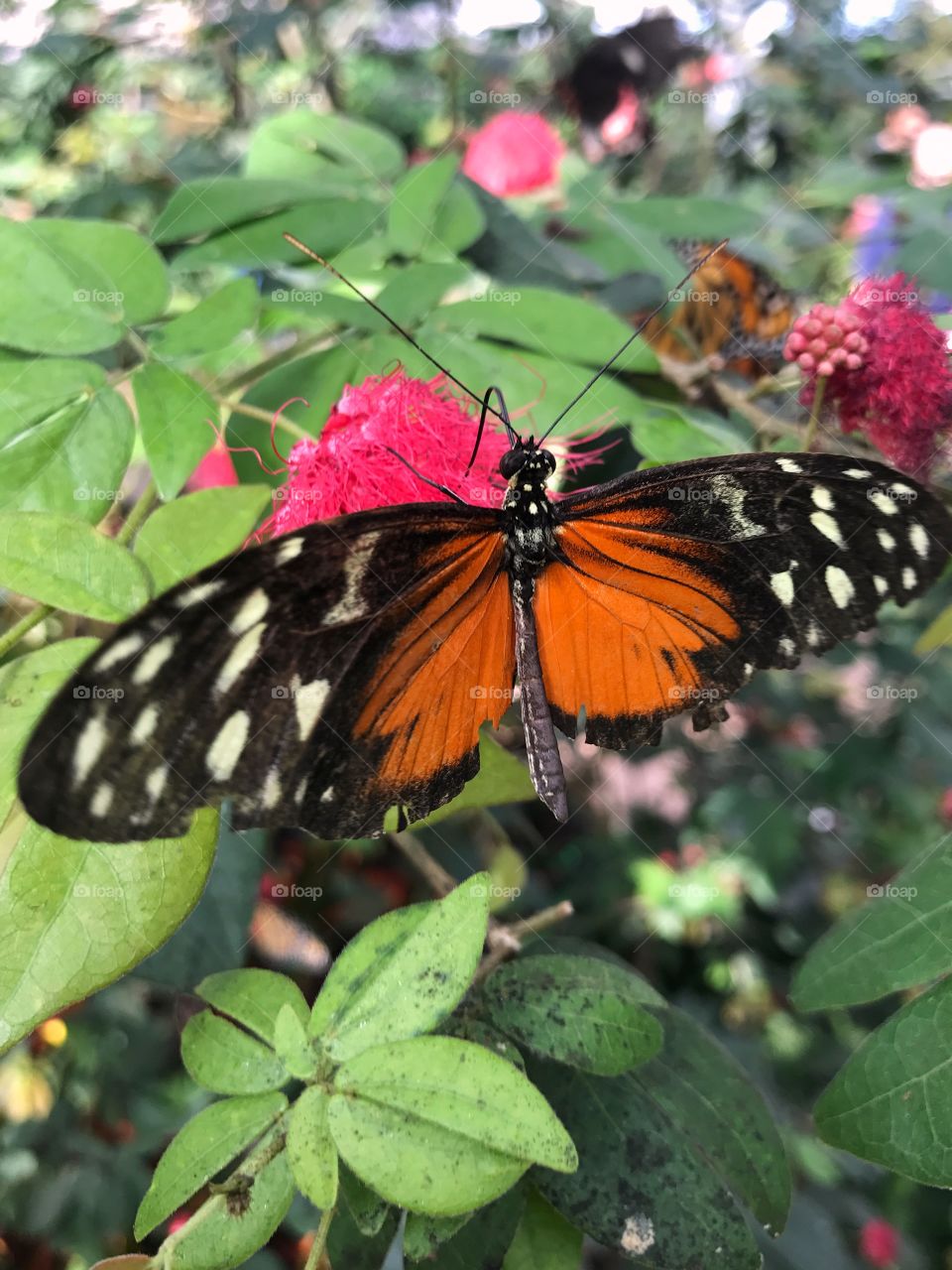 Butterfly