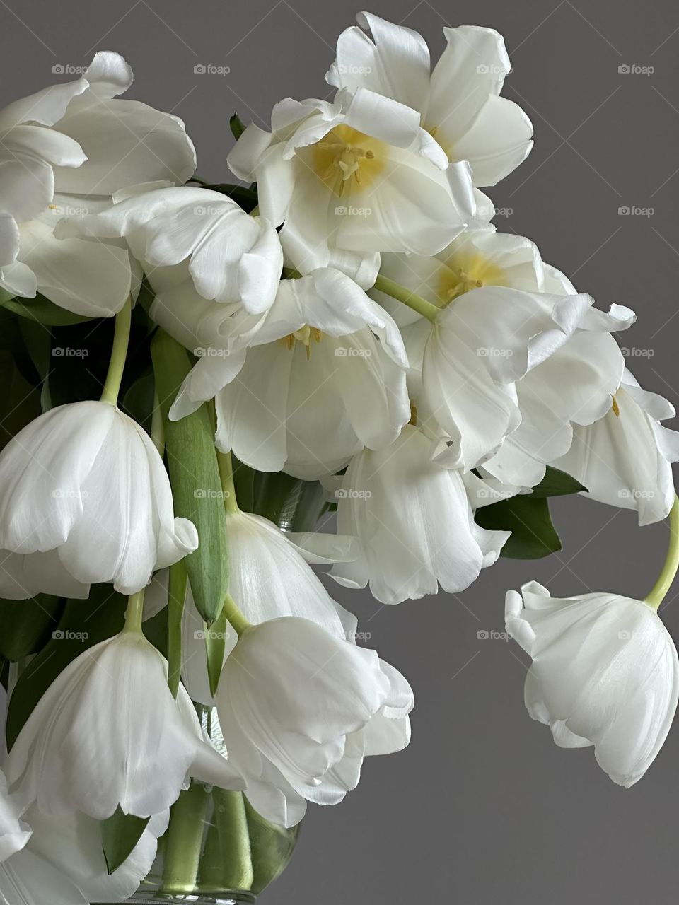 White tulips in a vase