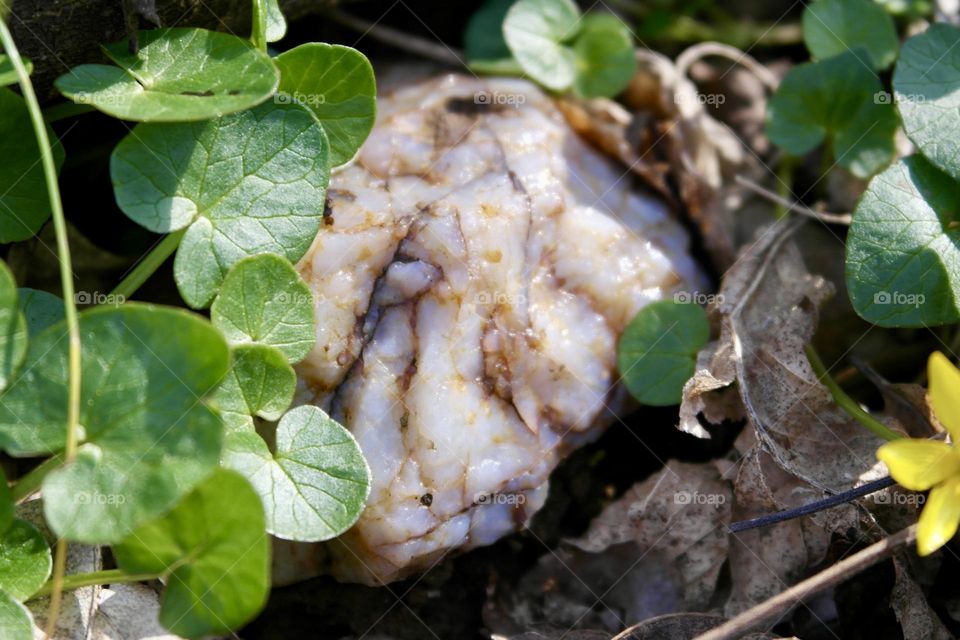 White stone between dry and fresh leaves 
