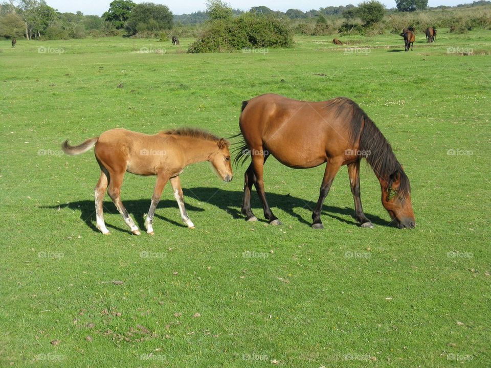 New Forest Pony