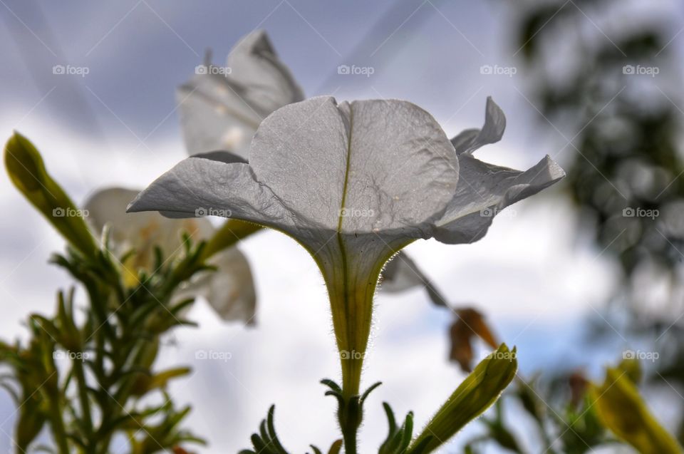 beautiful white flower