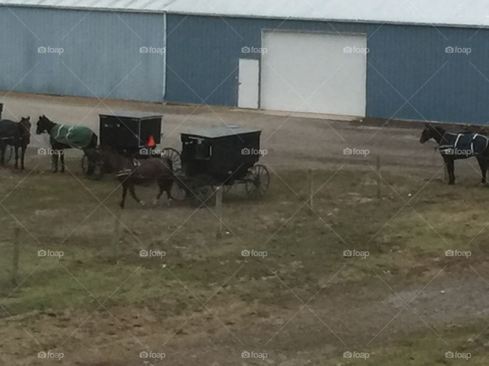 Amish Buggies