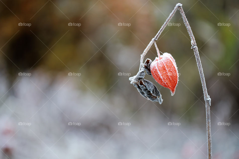 Frozen orange flower in autumn. Negative space
