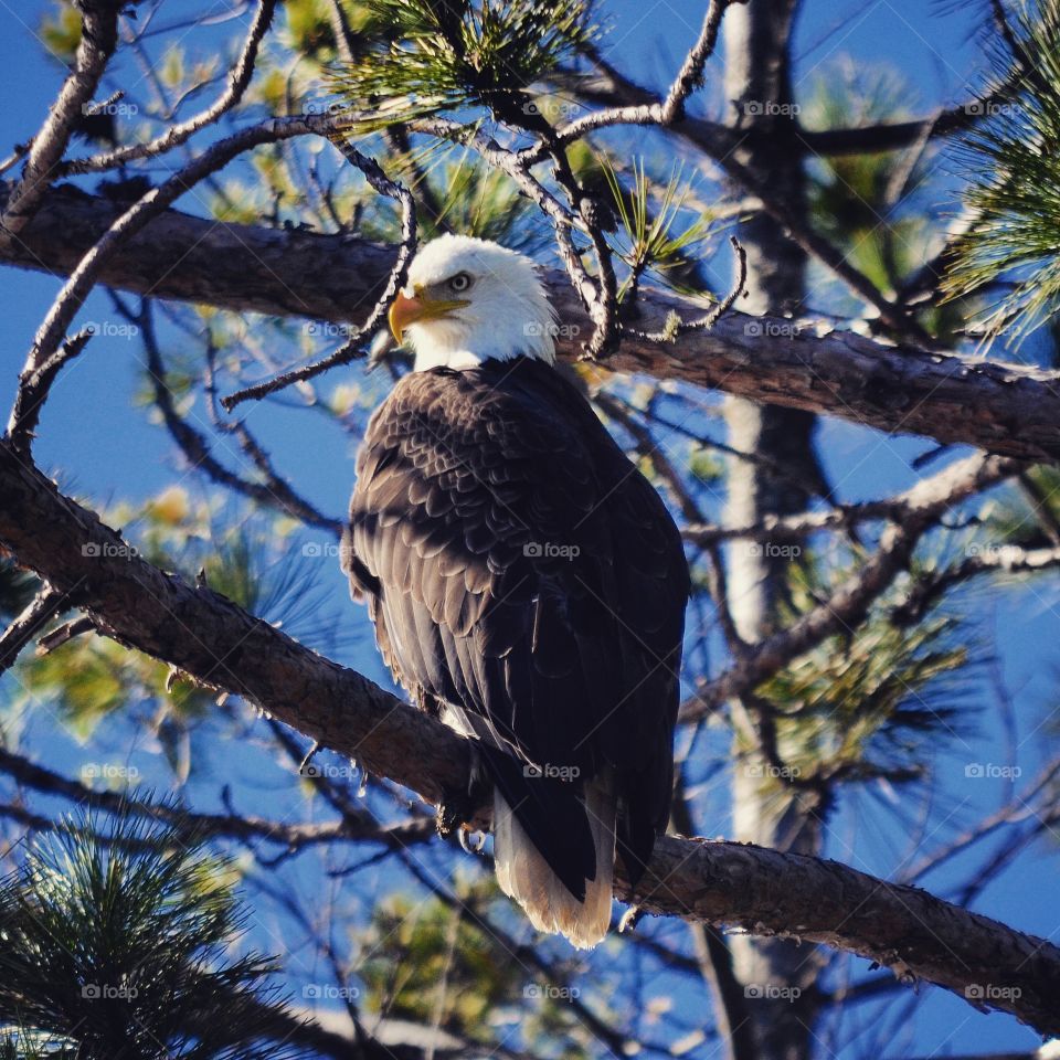 Wisconsin Eagle. St Germain, Wi 