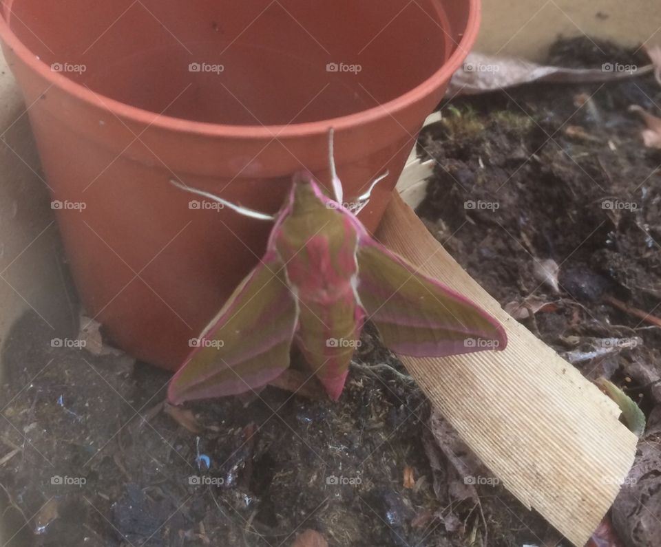 Elephant Hawk Moth 