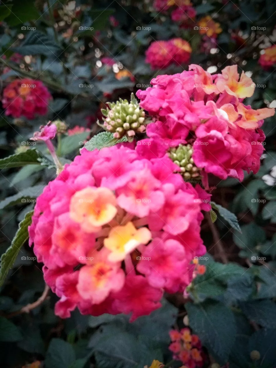 flower