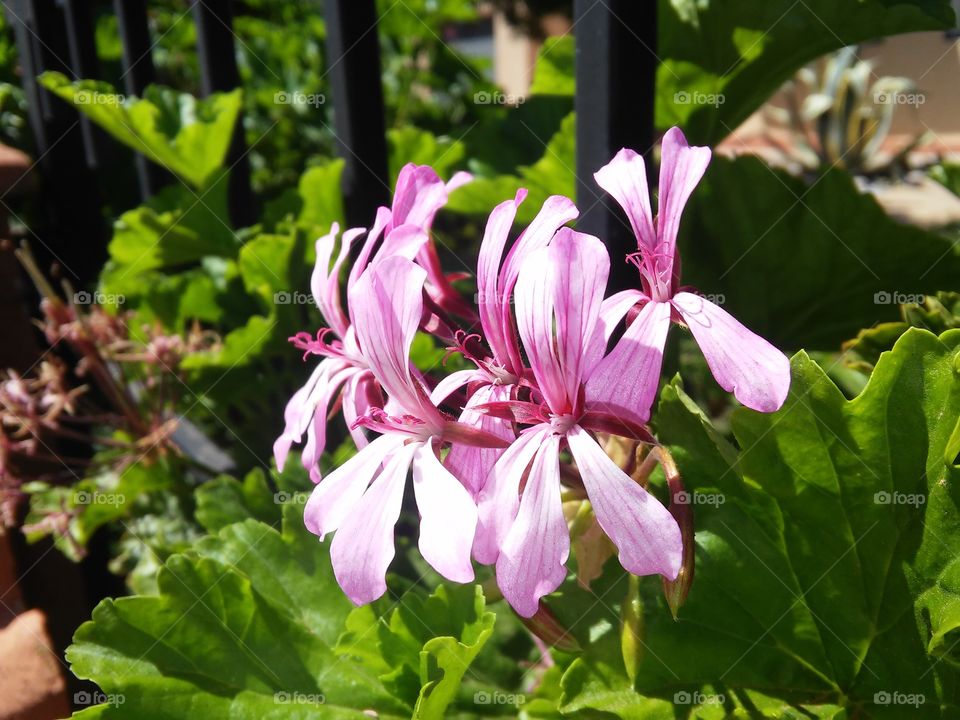 Pink Flowers