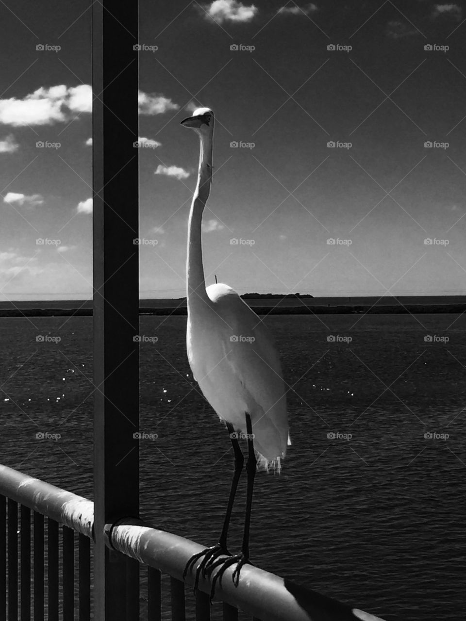 White bird at the ocean in black & white