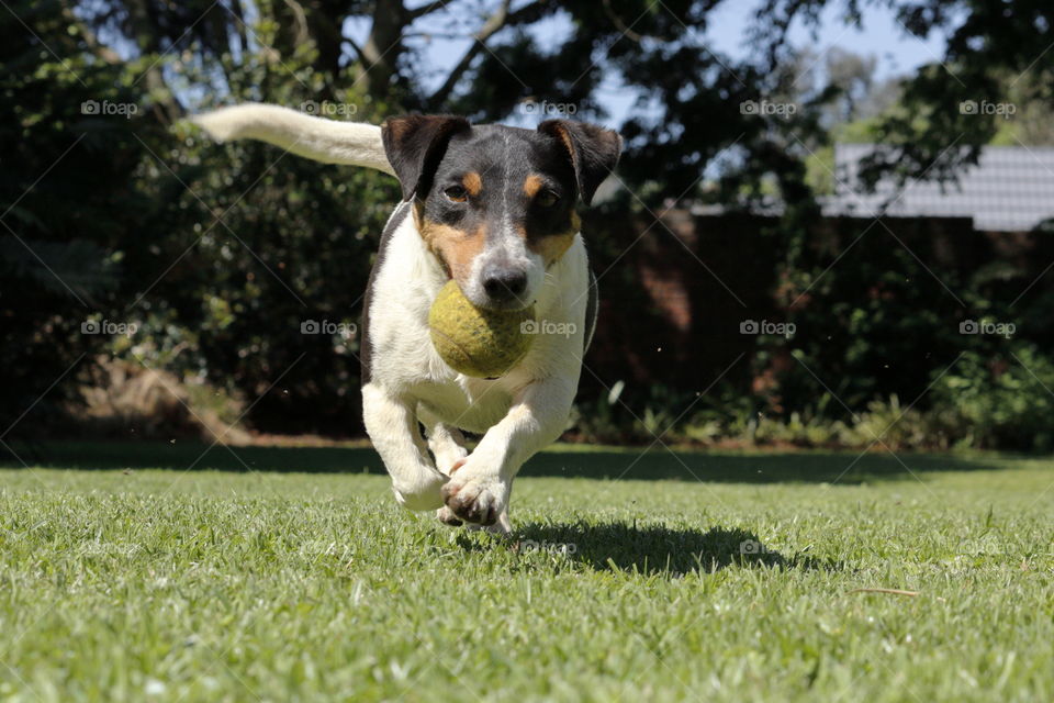 Jack Russell with tennis ball in garden