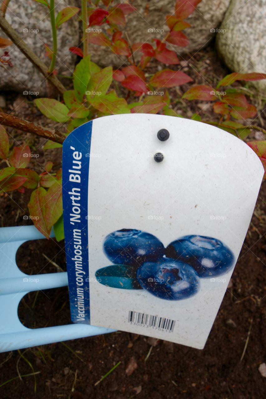 I love blueberries and I have finally planted three bushes in my garden.
I am looking forwards to the harvest😀

