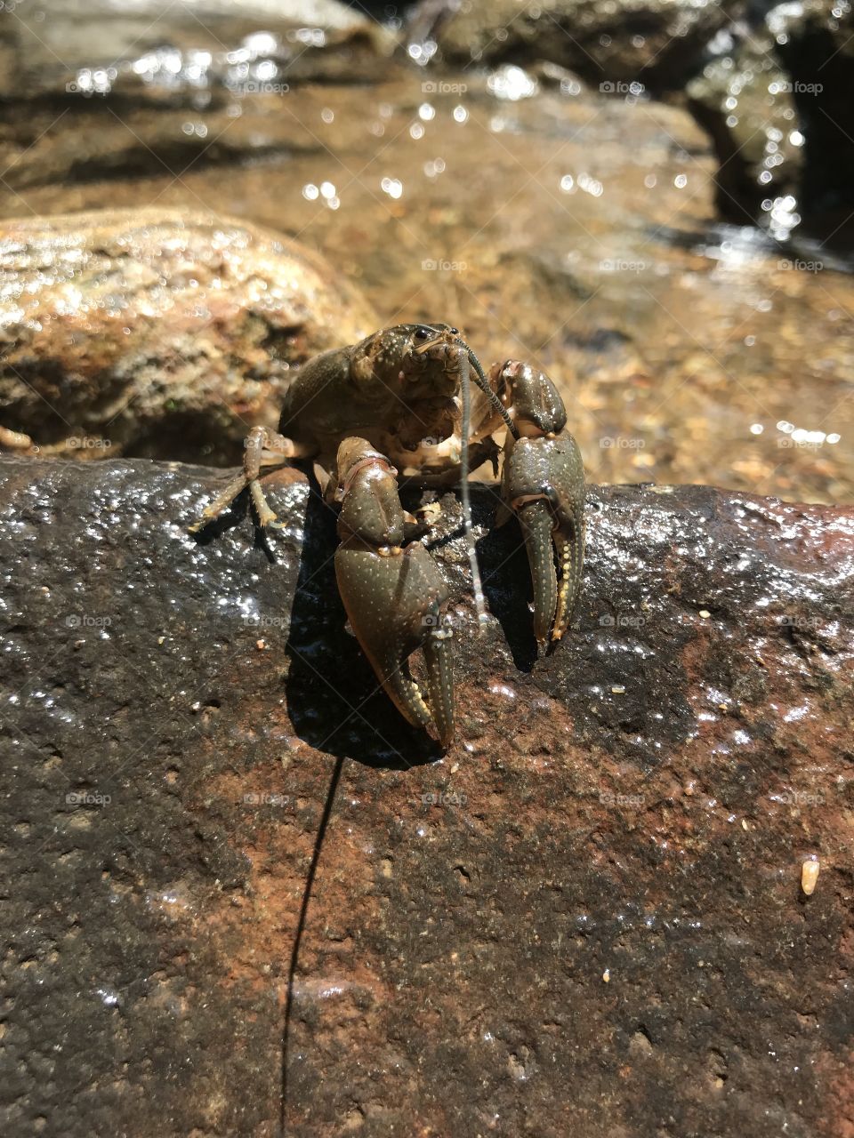 Crawfish sunbathing on a rock. 