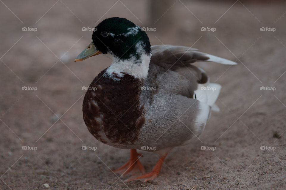 Duck