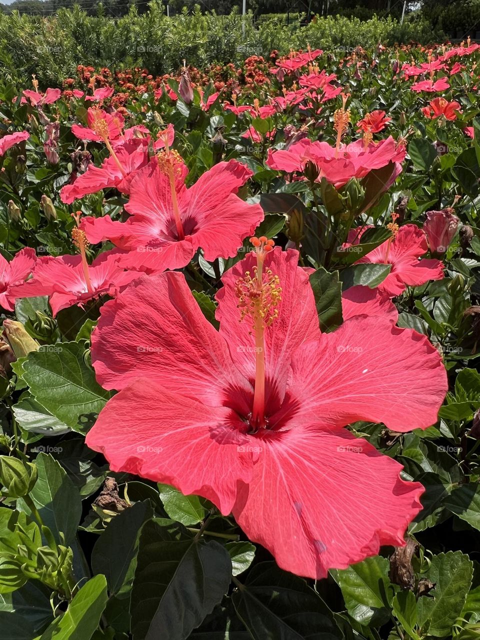 Hibiscus 