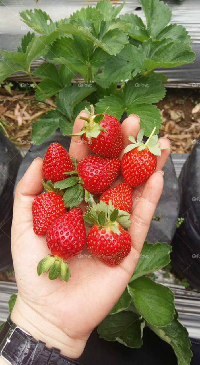 High angle view of strawberries on person's hand
