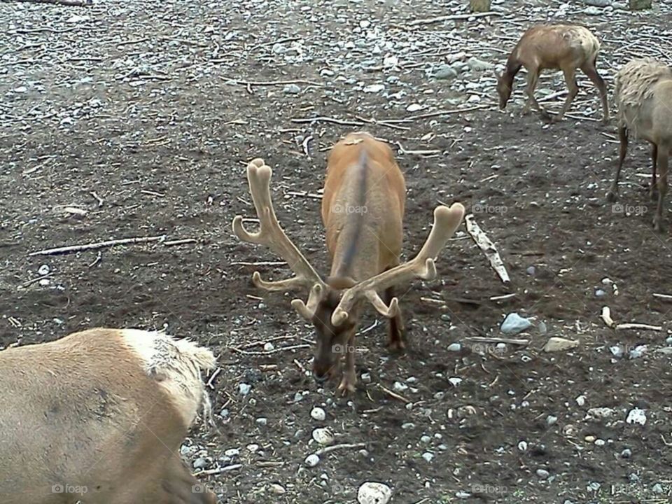 Elk in park.