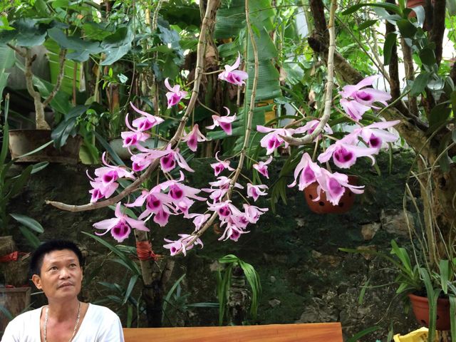 flower viewing