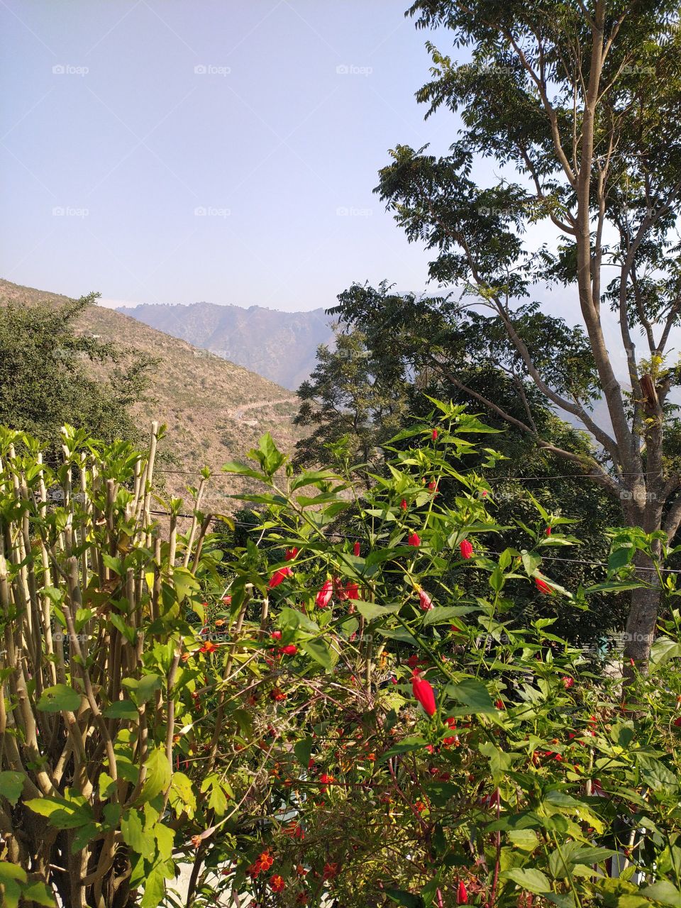 Winter in my village; trees enjoying the warm sun