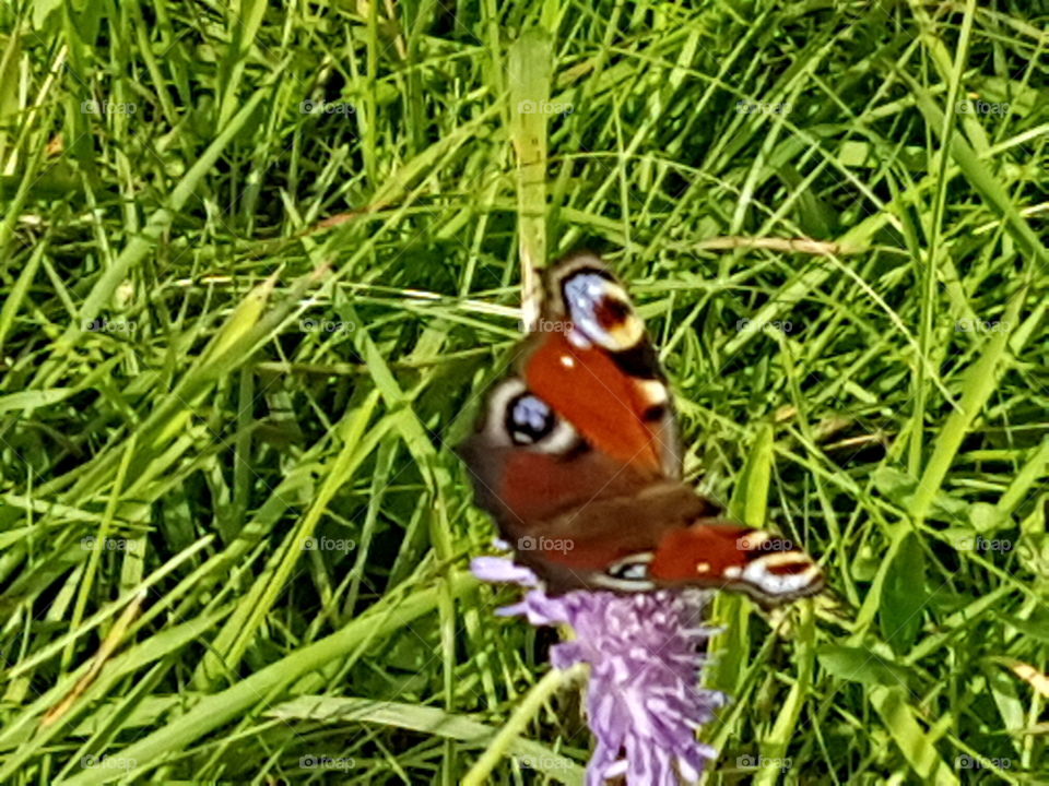 tagpfauenauge