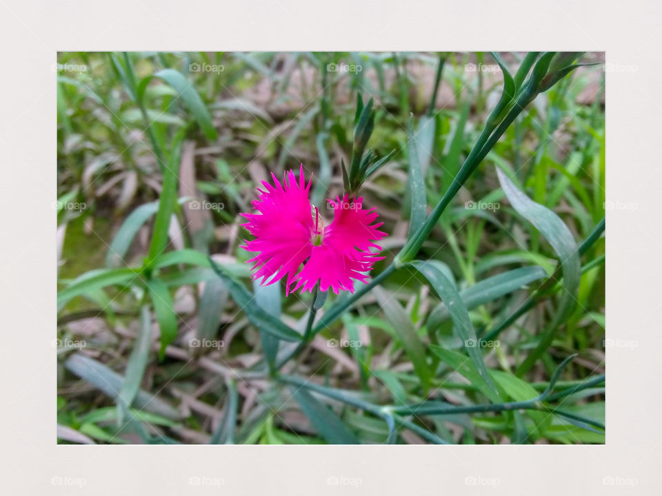 So beautiful flower in pink color