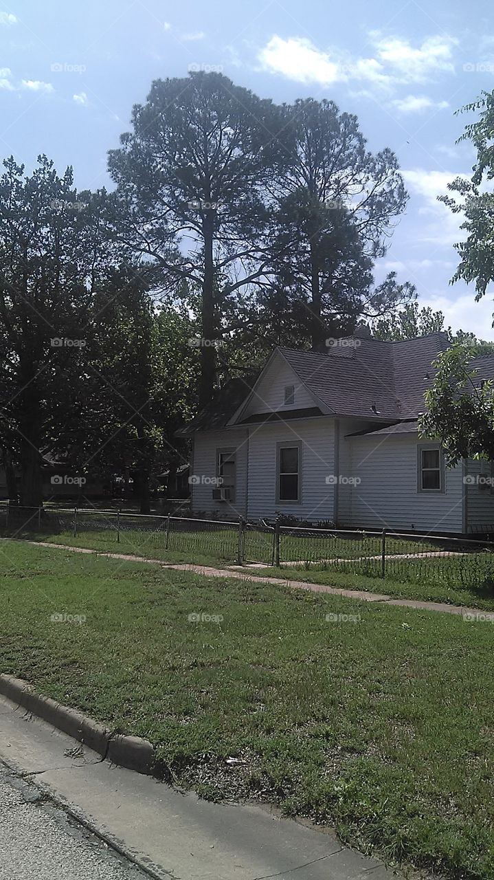 tall cedar. this tall tree caught my eye this morning so i took a photo