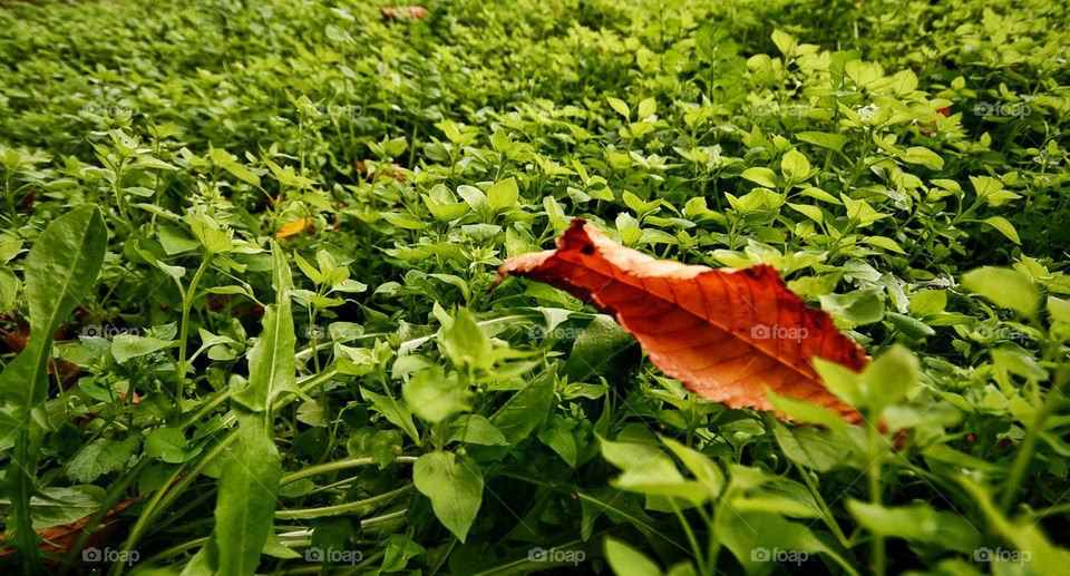 green italy leaf fall by kuzeytac