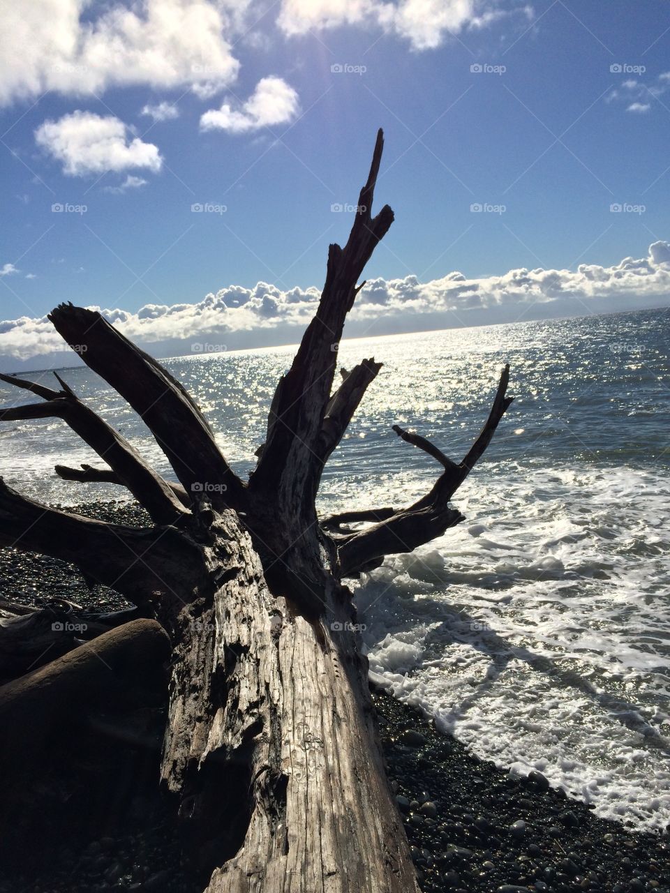 Driftwood - ocean 