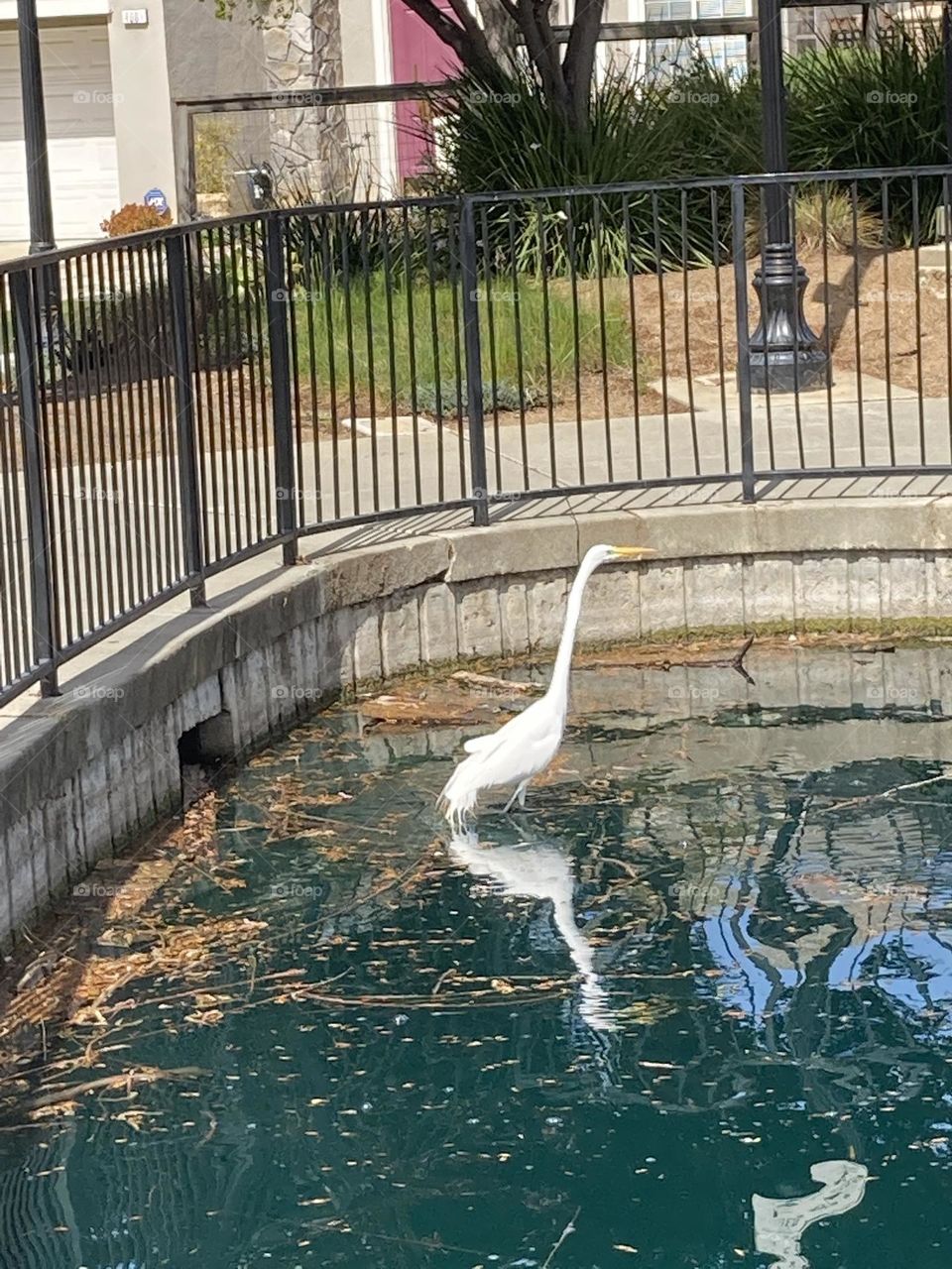 Egret at the pond enjoying spring sunshine 
