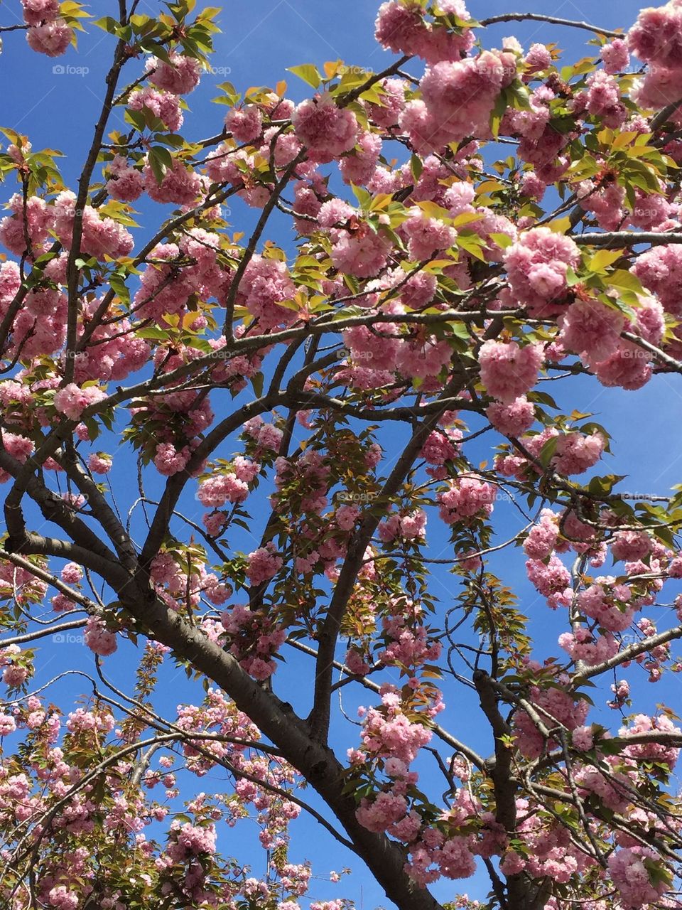 mountain cherry tree