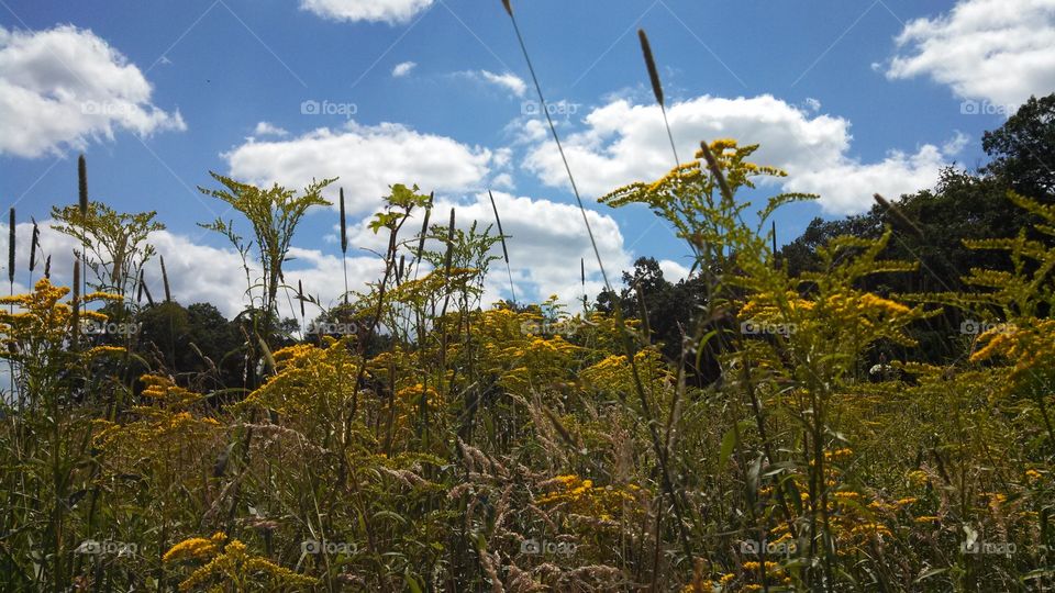 Landscape, Nature, Flower, Field, Flora