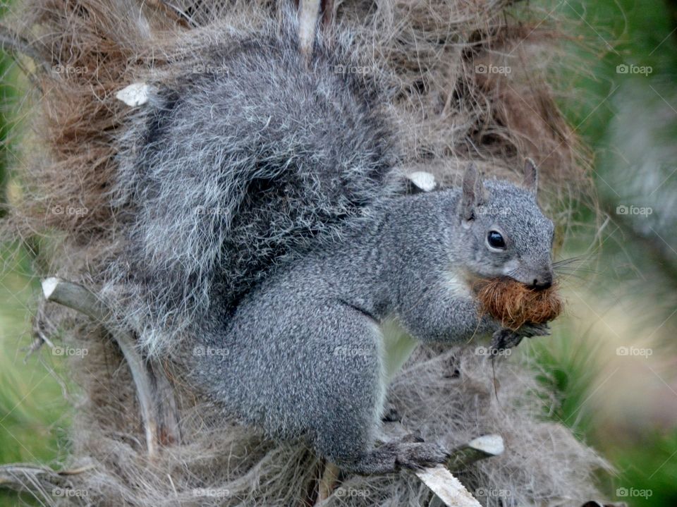 Nest Building Squirrel
