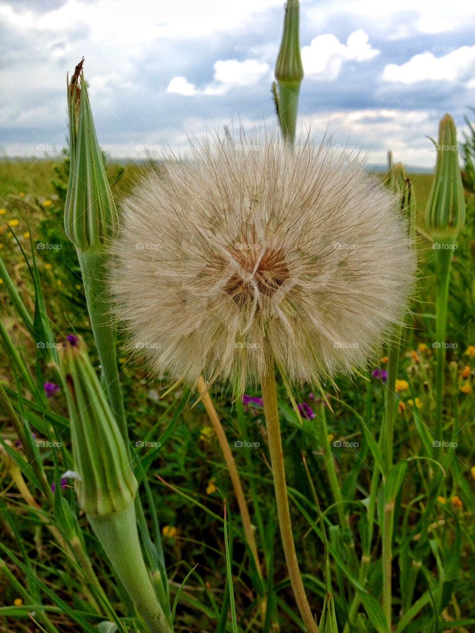 Dandelion 