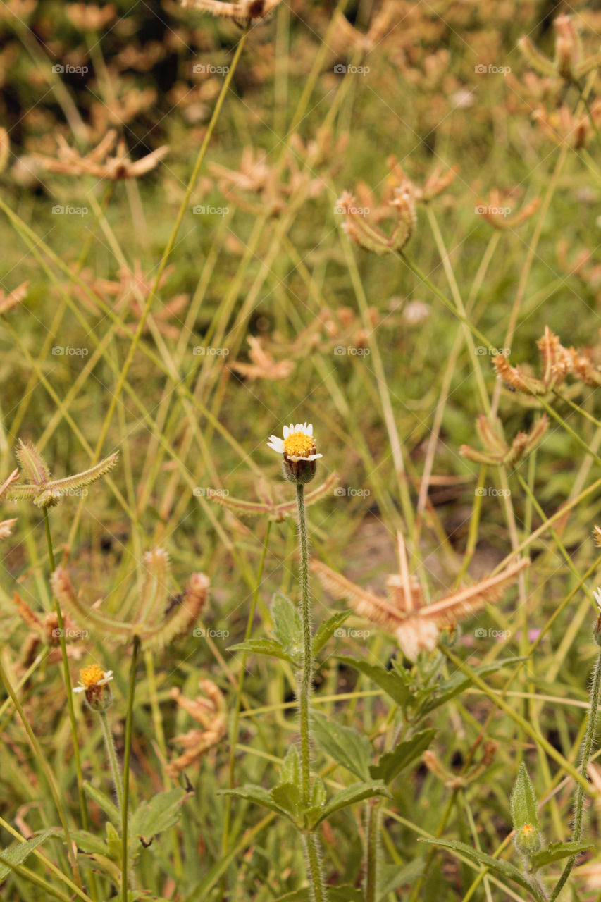 Wild flowers