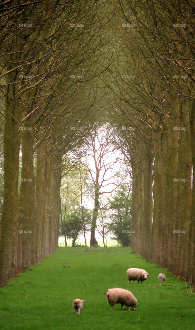 Green cathedral