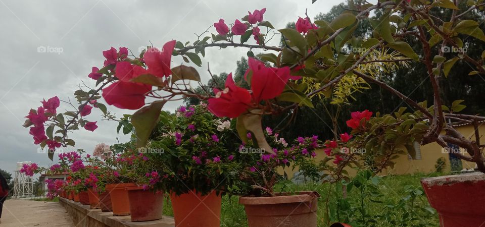 The path of different shades of orchid.👣🌸❤️💫