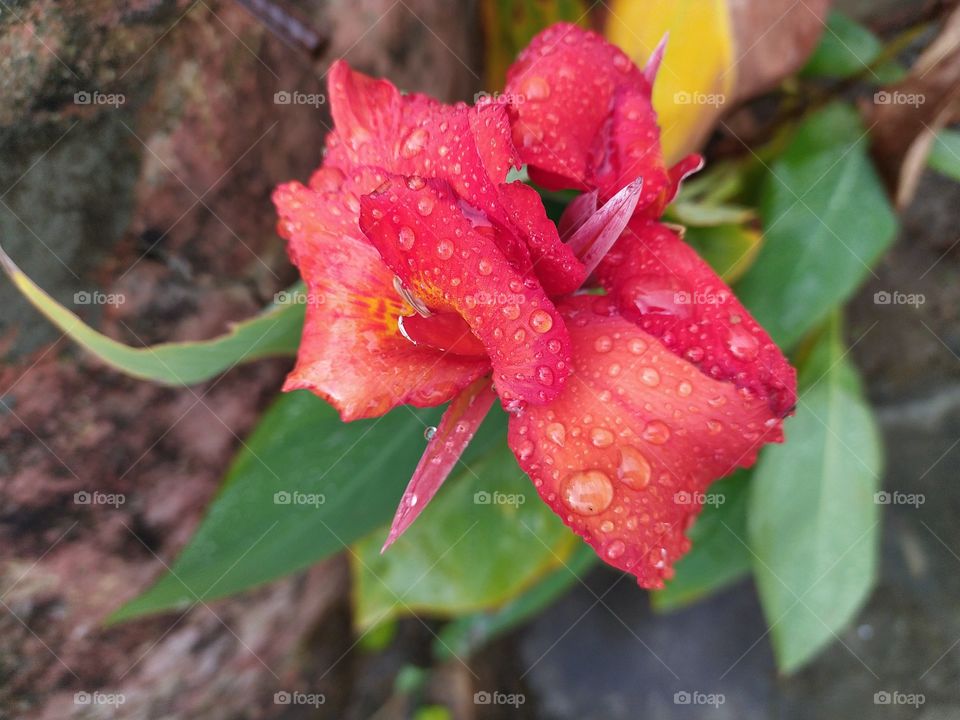 The Himalayan weather system is unique, you are enjoying a soothing and comforting sunshine and next moment it can start raing. Raindrops on the petals confirm this sudden change in weather conditions