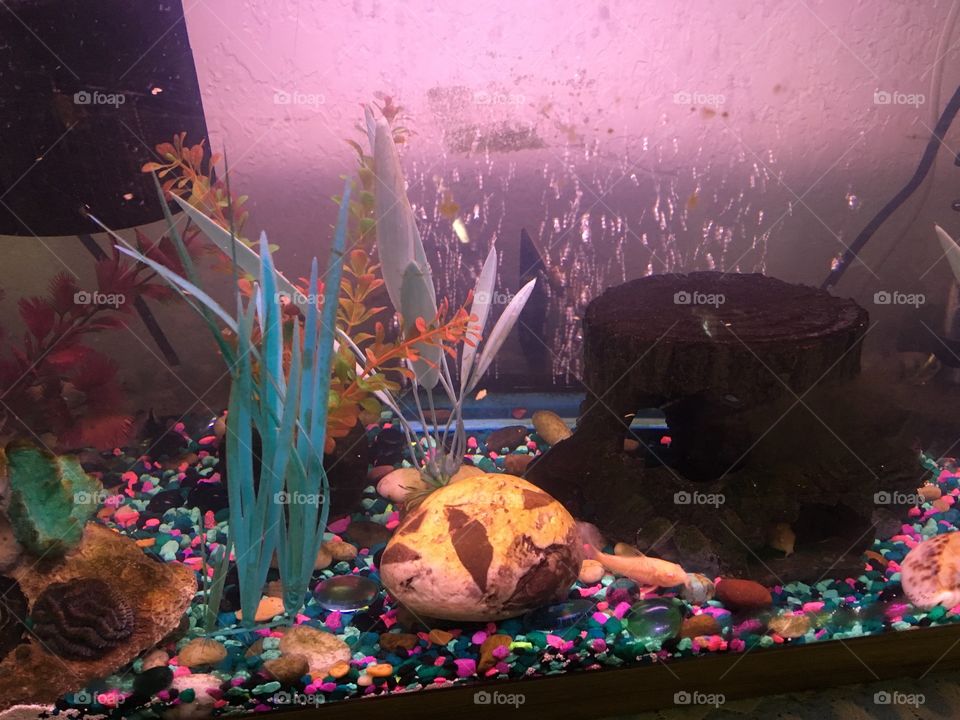 All shapes and sizes and colors too as the fish swam and swam all about the tank.