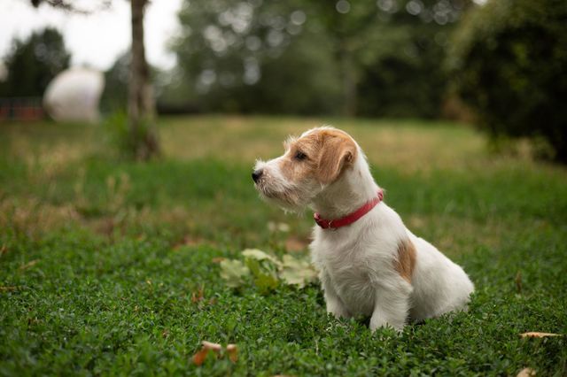 A puppy of a Jack Russell terrier