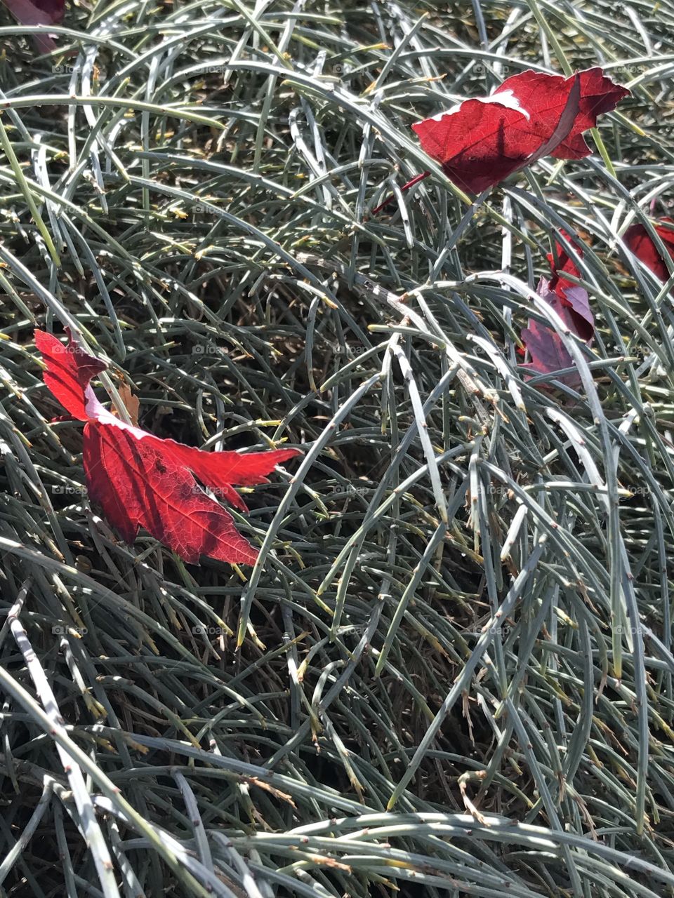 Bright red maple leaves fallen into decorative grasses on a sunny fall day on the streets of the small town of Prineville in Central Oregon.