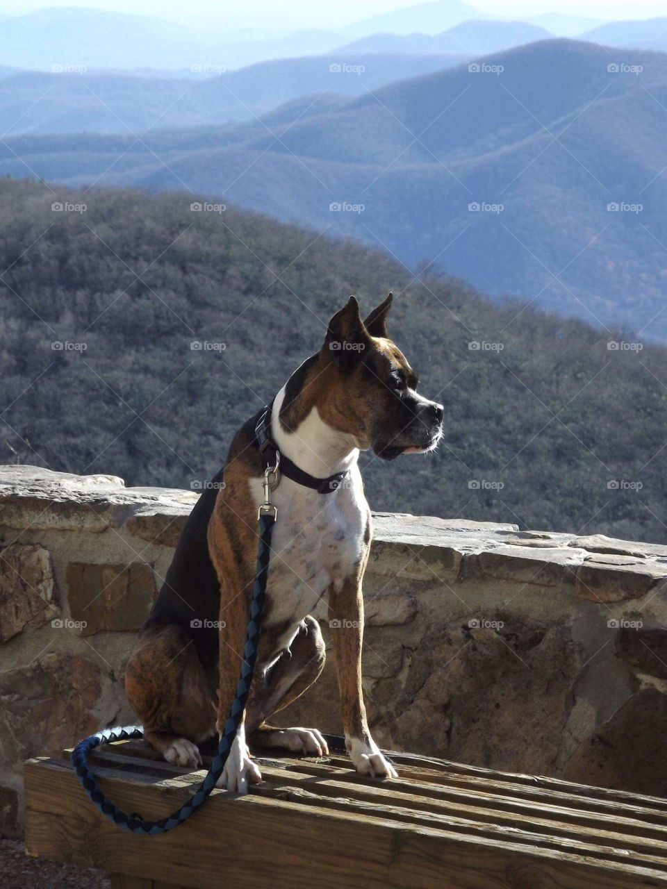 boxer In the mountains