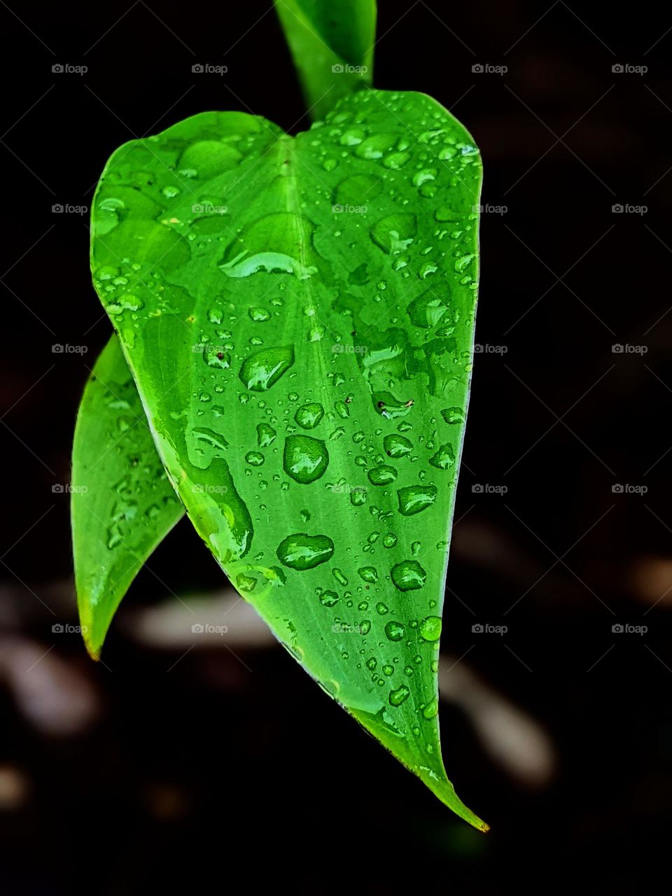 leaves and dew