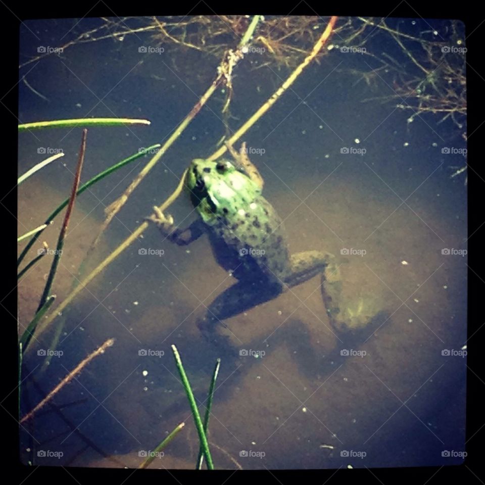Sunbathing Frog