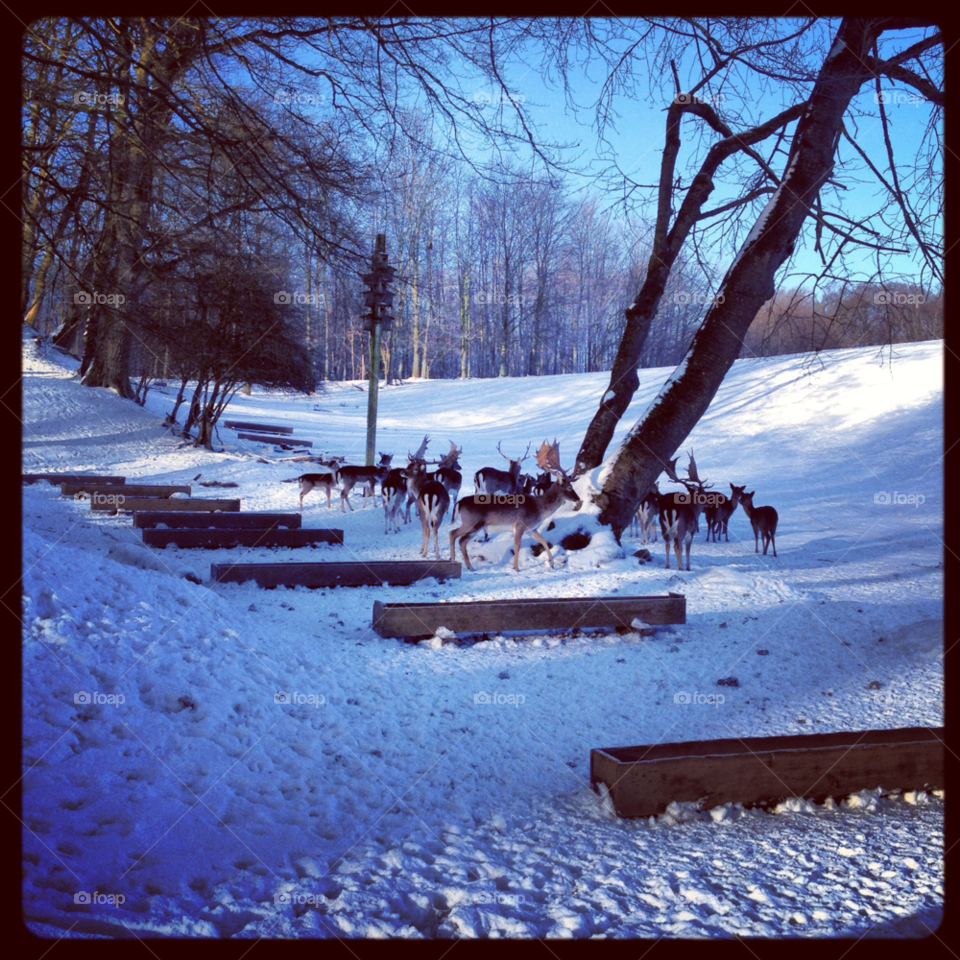 snow winter animals reindeer by super_julz