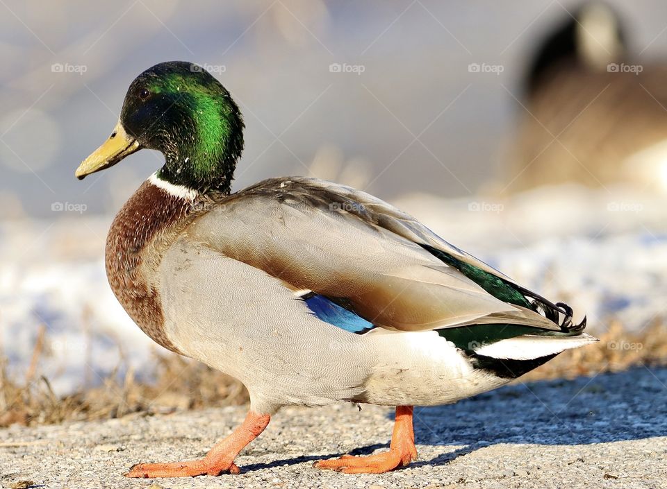 Gorgeous winged beauties!! 