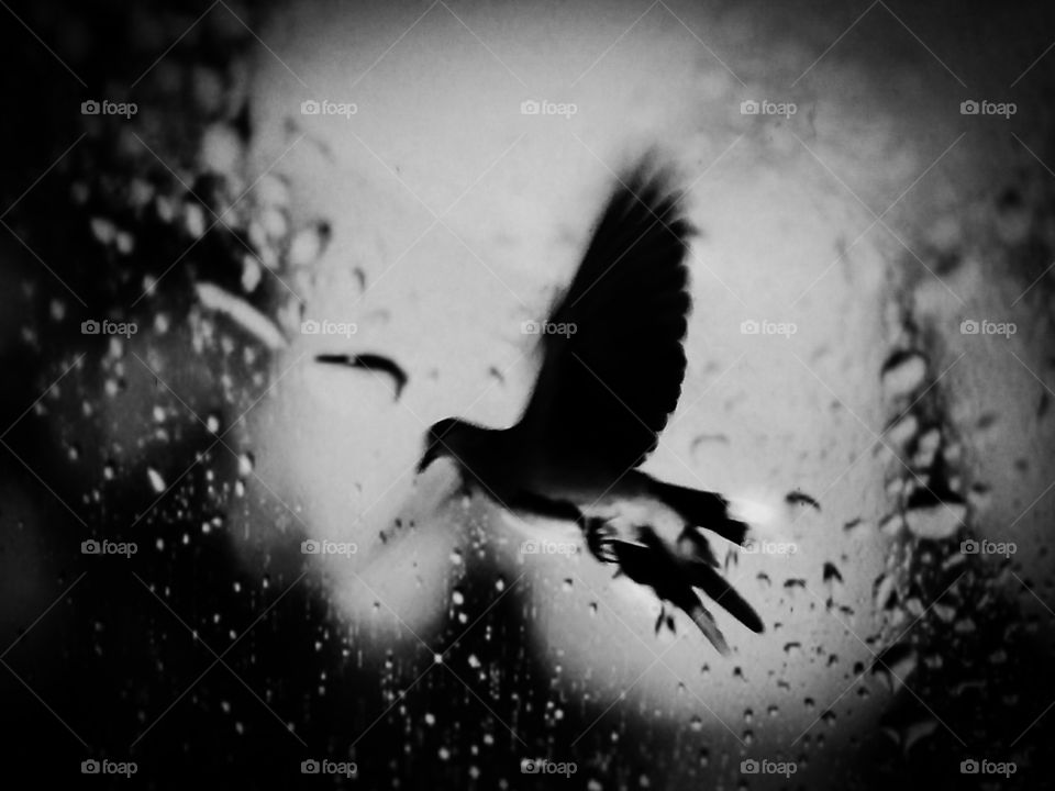 Title- Loneliness adds beauty to life
Description- Pigeon flying on a rainy day.