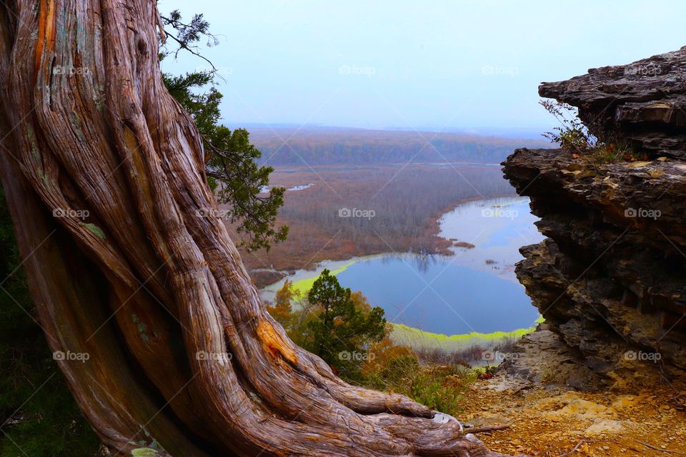 The vibrant moss in the swampy southern Illinois 