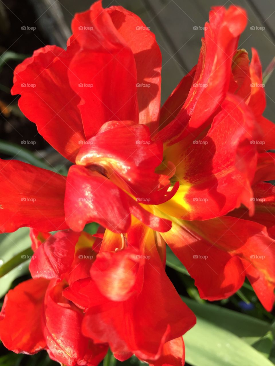 Red tulip close up. 