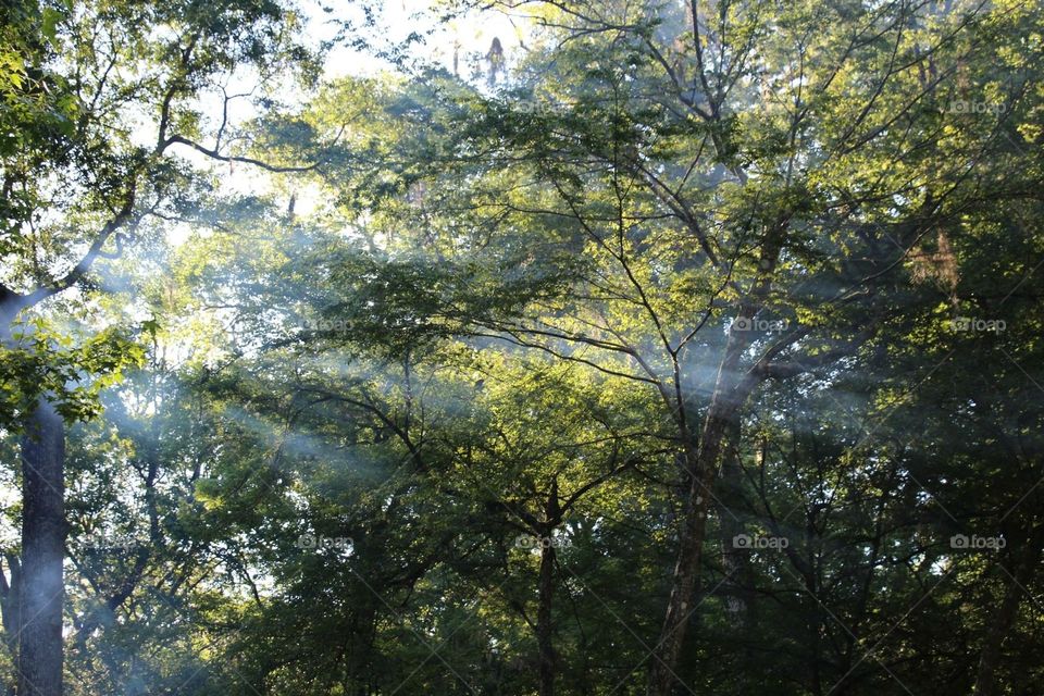 Sunrise through trees 