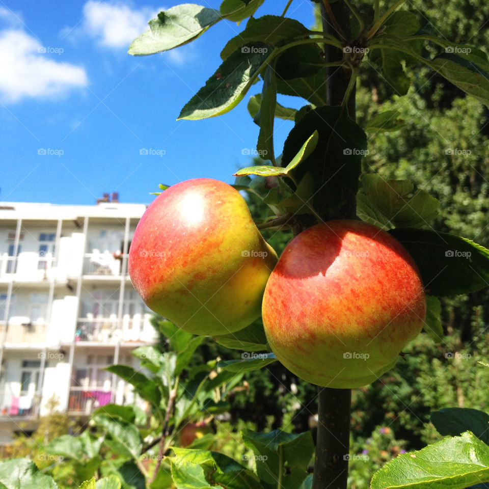 Apple tree in an urban garden