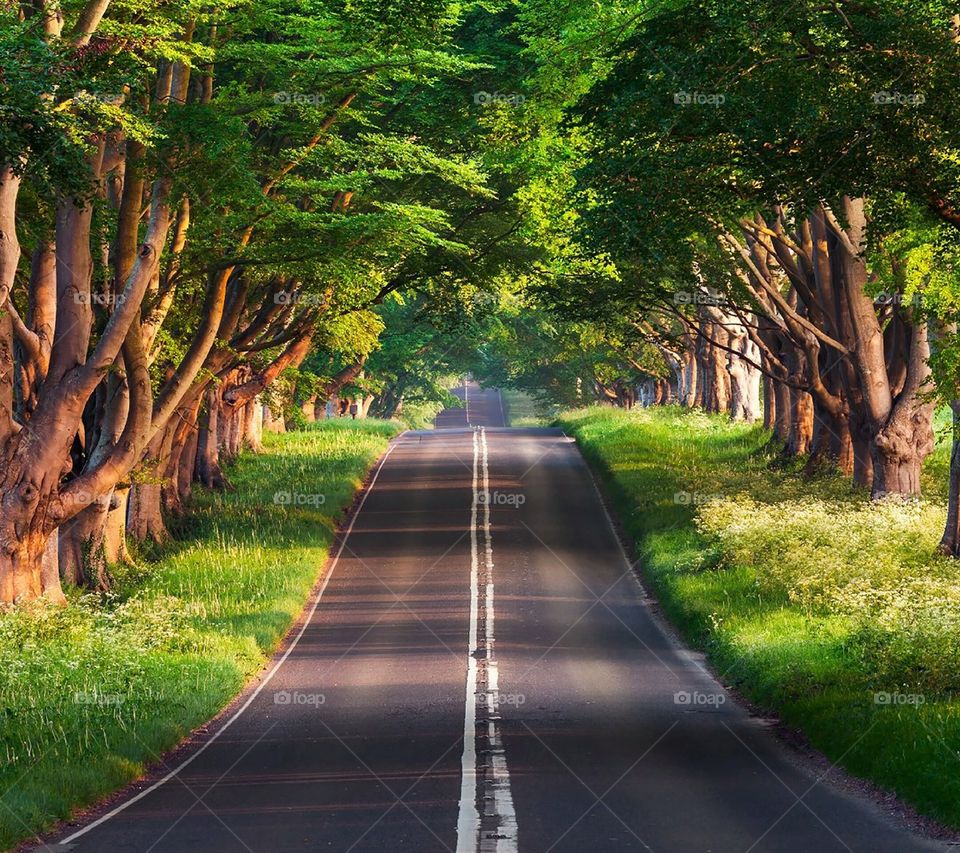 Beautiful road